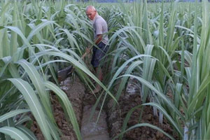 北方甘蔗亩产万斤以上的种植技术方法分享