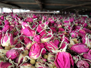 山东平阴玫瑰花茶价格多少钱一斤？