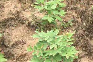 油牡丹除草剂哪种最好？