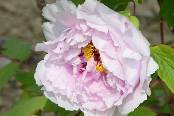 粉色牡丹花图片（高清摄影图）