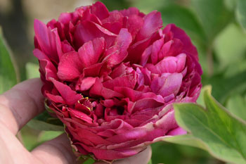 紫色牡丹花图片（8张高清图片）