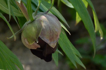 黒牡丹花品种——黑豹牡丹花图片