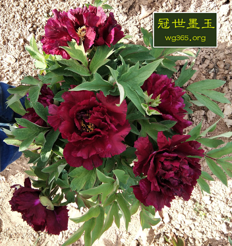 冠世墨玉
