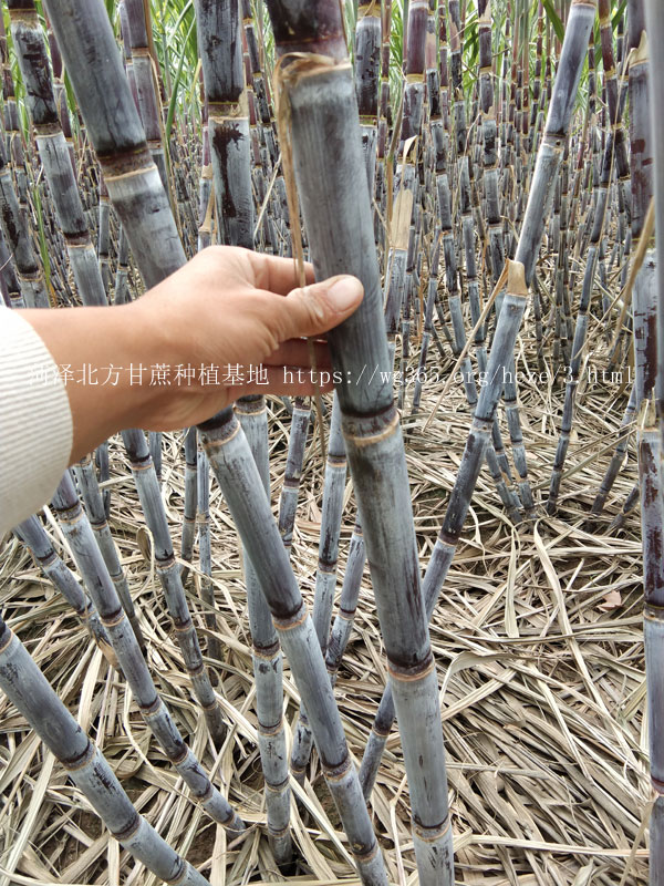 北方甘蔗种植基地紫红皮甘蔗01