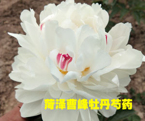 观赏芍药苗什么价格？购买芍药花苗为何有的便宜有的贵？