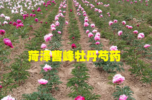 重瓣芍药花苗哪里有售？芍药花苗哪里可以买到？