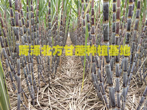 甘蔗种苗多少钱一节？甘蔗苗价格