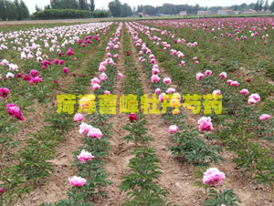 芍药可以在北方种吗？芍药花的种植与管理