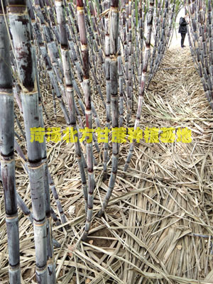 北方种甘蔗一亩赚多少钱？种甘蔗一亩效益分析
