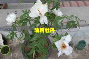 牡丹刚开花时是白色的吗？花农告诉你为什么买的牡丹都是白色！