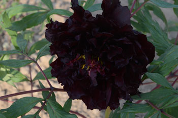 【视频】黑牡丹花是什么样子的？花农分享！