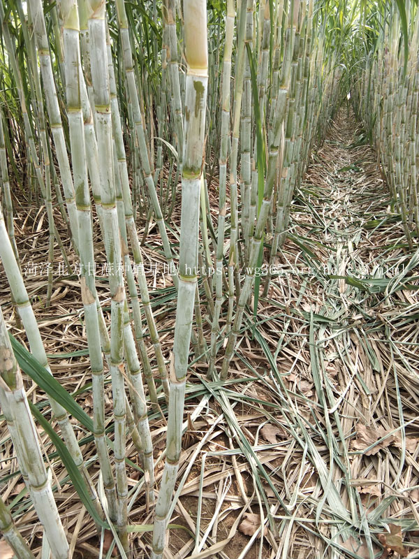 北方甘蔗种植基地青皮甘蔗03