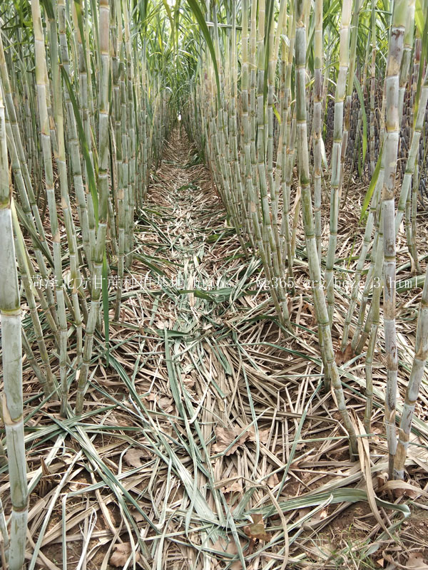北方甘蔗种植基地青皮甘蔗04