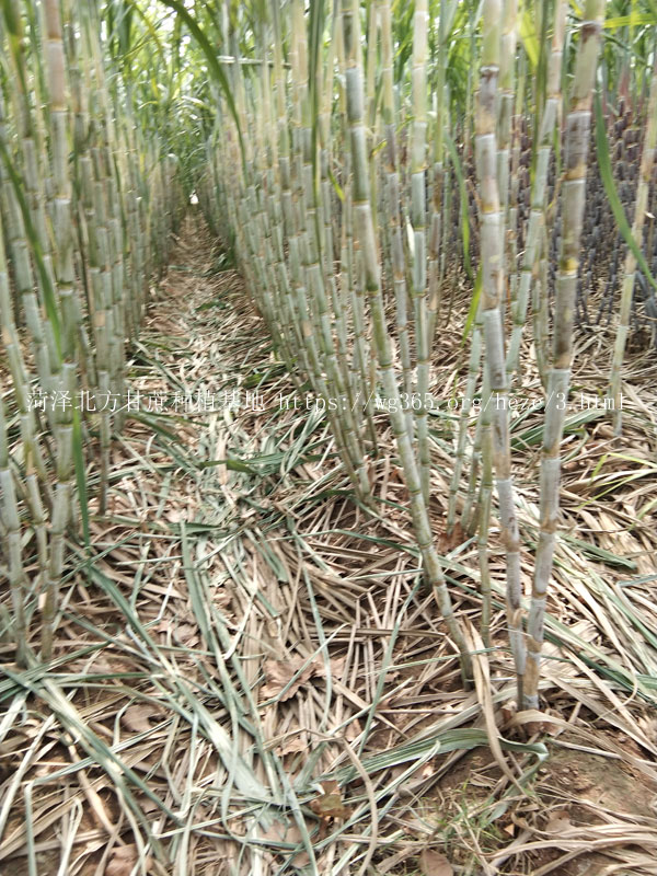 北方甘蔗种植基地青皮甘蔗01