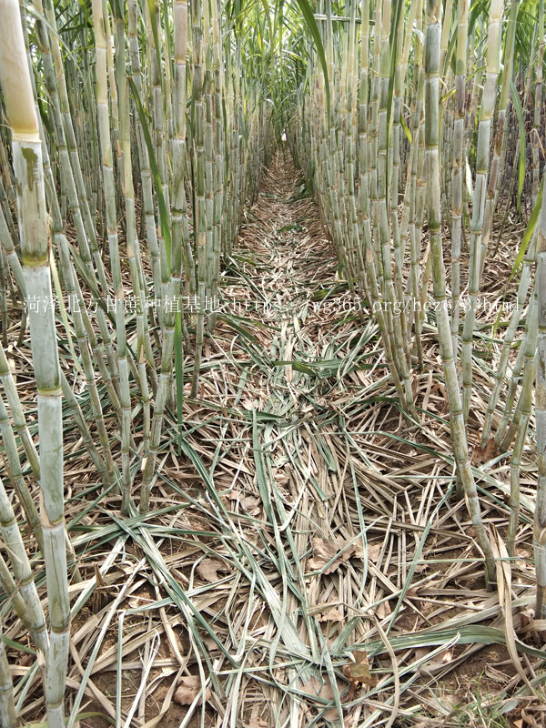 北方甘蔗种植基地青皮甘蔗02