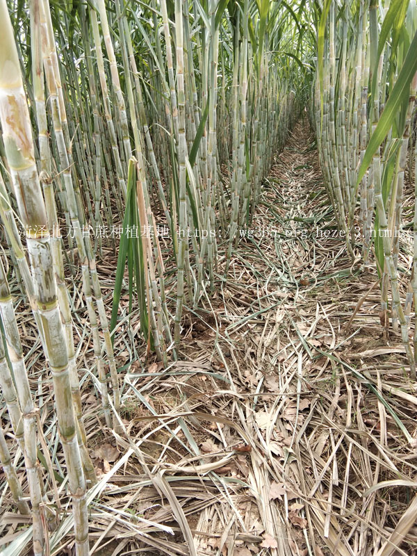 北方甘蔗种植基地青皮甘蔗06