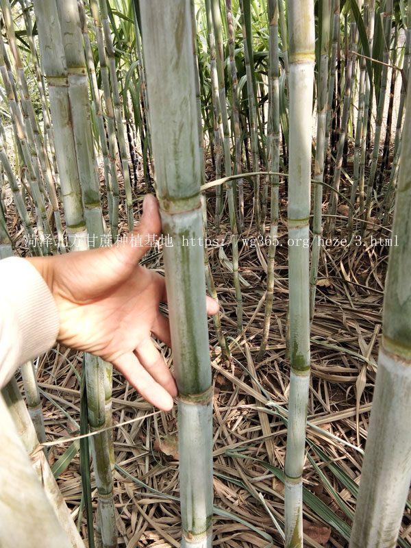 北方甘蔗种植基地青皮甘蔗05