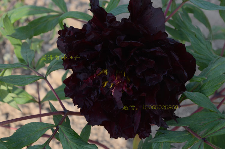 黑牡丹花图片DSC_76144.jpg