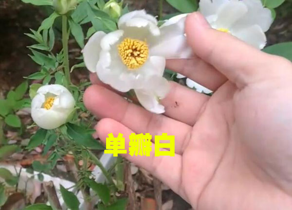 药用牡丹单片白牡丹花.jpg