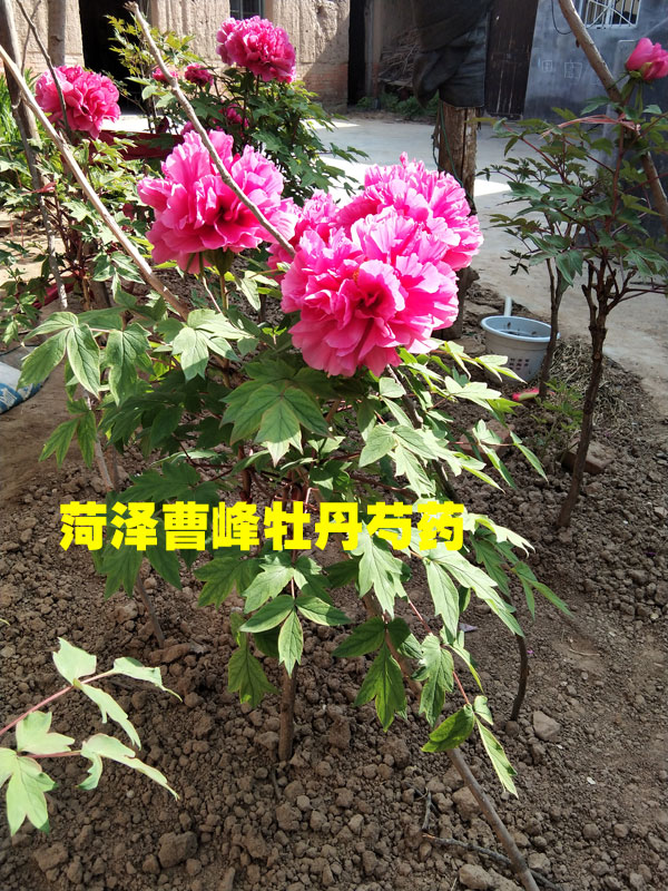 菏泽曹峰牡丹