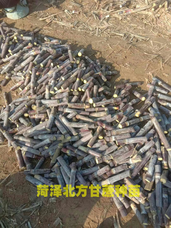 北方甘蔗种苗.jpg