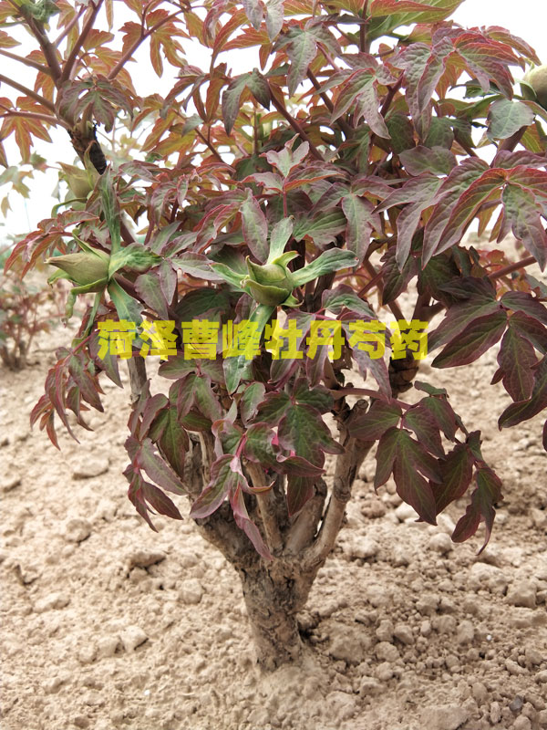 独杆牡丹树03.jpg