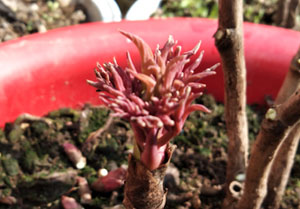 春季牡丹苗盆栽能活吗？牡丹花什么时候种植最好？