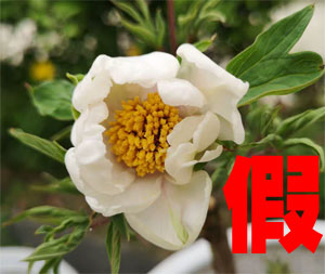 宿迁市新河镇的牡丹花苗可靠吗？江苏宿迁的牡丹花是真的吗？