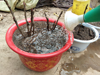 【视频】盆栽牡丹浇水的正确方法