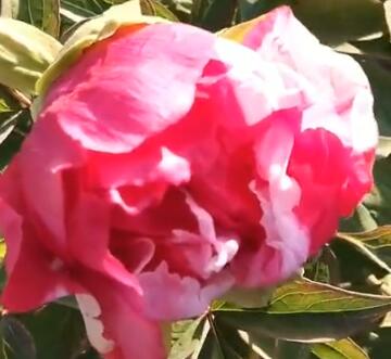 【视频】含苞待放的复色牡丹品种——岛锦