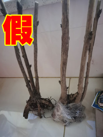 怎么分辨真假牡丹？真假牡丹花枝干有什么不同？