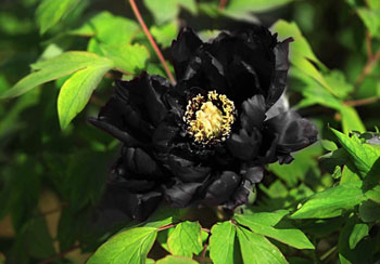 有纯黑色的牡丹花吗？网上纯黑牡丹是真的吗？