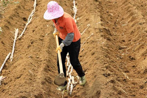 北方甘蔗种植管理方法技术介绍