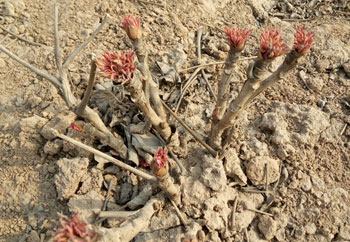 冬季可以种植牡丹花苗吗？牡丹花苗冬天怎样栽？