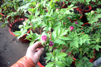 春节牡丹花的种植方法及养护