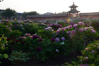 洛阳牡丹节今年是第几届？