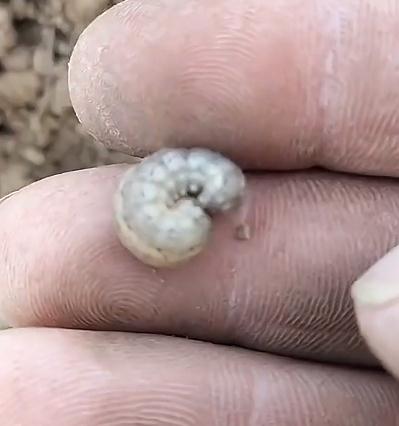 危害牡丹花苗的地下害虫有哪些？如何防治？