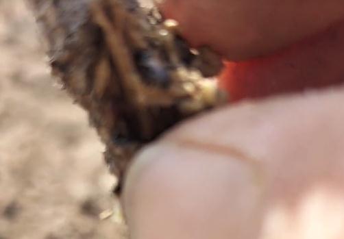 【视频】病虫害引起牡丹枯枝