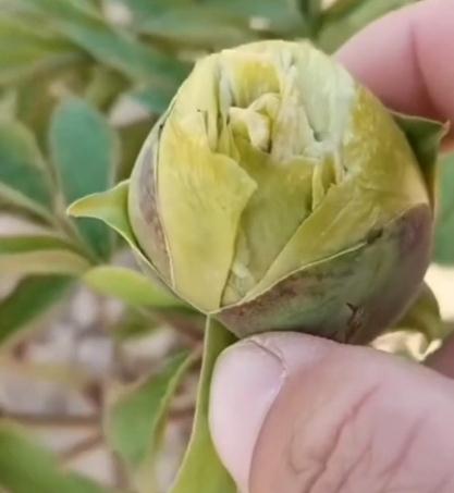 【视频】牡丹花农带你看看真正的绿牡丹什么样子（含苞待放）