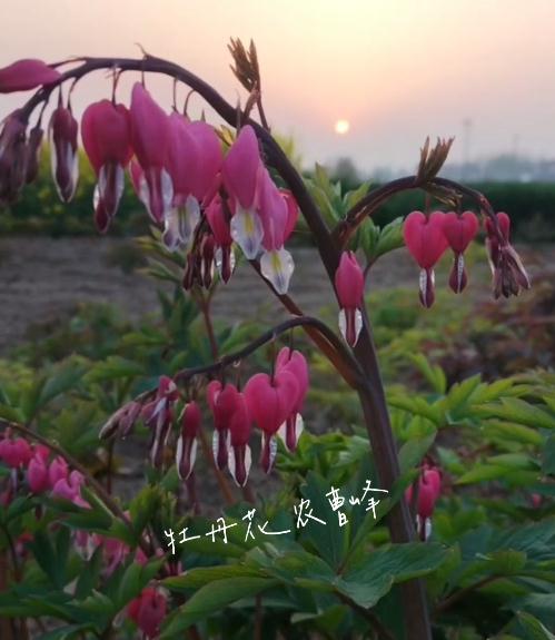 荷包牡丹花期多长时间？花期长吗？一年开几次？