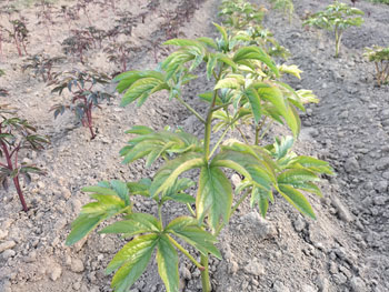 芍药的幼苗长什么样？随花农曹峰一起去看看！