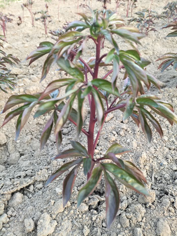 花农曹峰带大家看看芍药苗圃的芍药苗长什么样！