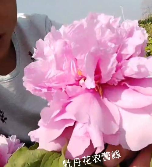 菏泽牡丹花会去不了？牡丹花农直播分享菏泽牡丹花开！