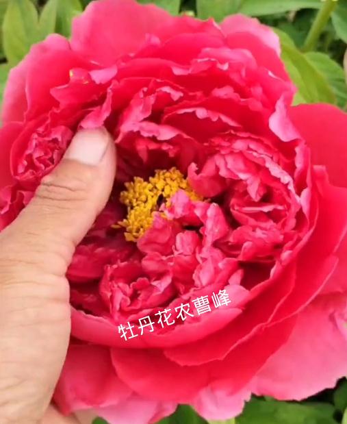 牡丹岛锦开花视频实拍