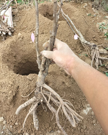 牡丹花苗种植方法及注意事项（基础篇）