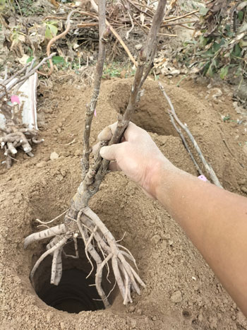 牡丹花苗种植技术视频