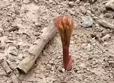 牡丹花好养吗?要注意什么?
