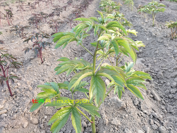 芍药的幼苗长什么样？随花农曹峰一起去看看！.jpg