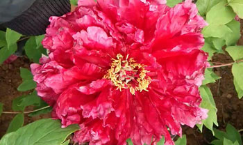 红旭牡丹花，这个牡丹品种实在是太漂亮了！
