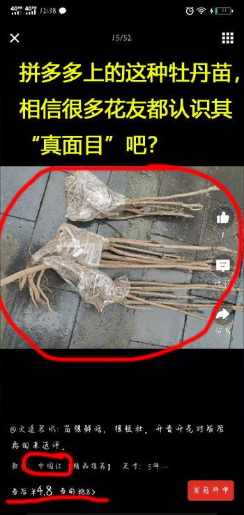 拼多多买的牡丹花是正品吗？拼多多牡丹花哪家是真的？